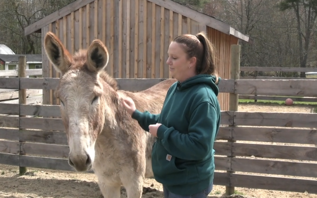 The Forever Farm – Part 1