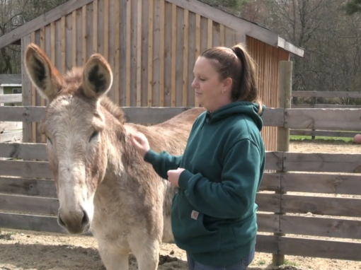 The Forever Farm – Part 1