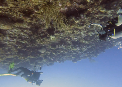 Turks & Caicos Save The Reef 90-second Teaser