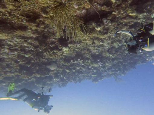 Turks & Caicos Save The Reef 90-second Teaser