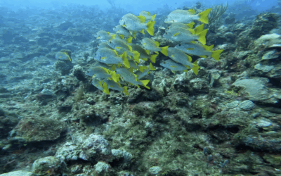 From 140 MPH to 40 Feet Deep — We Film Above and Below